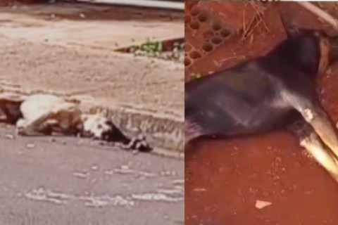 CACHORROS SÃO ENVENENADOS  E COMOVE POPULAÇÃO